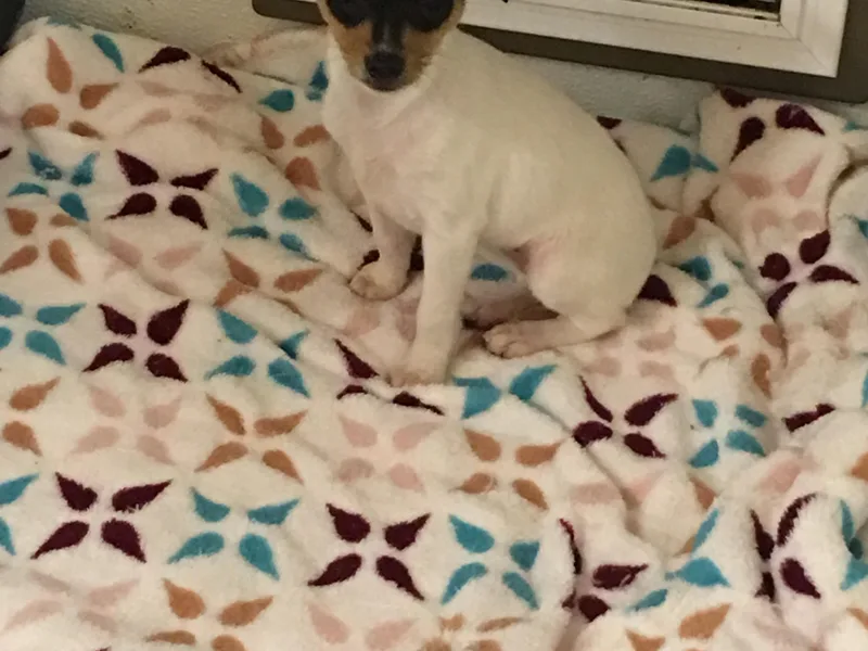 FritzFox Toy Fox Terriers