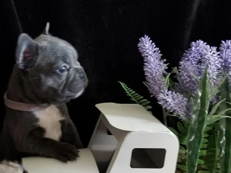 Frog City Frenchies