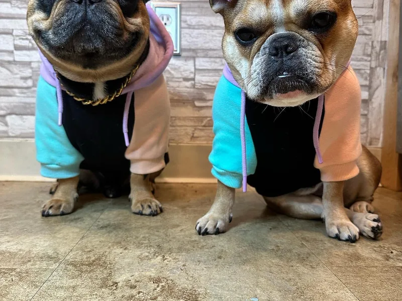 Frog Faced Frenchies