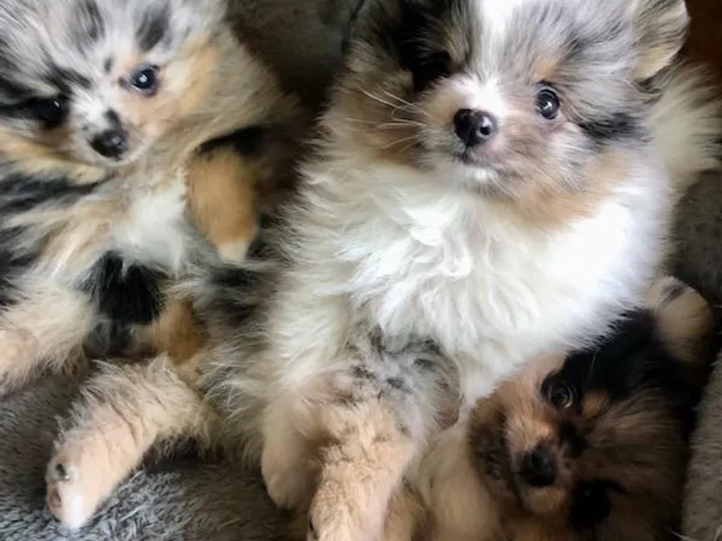 Froggwoods Pomeranians