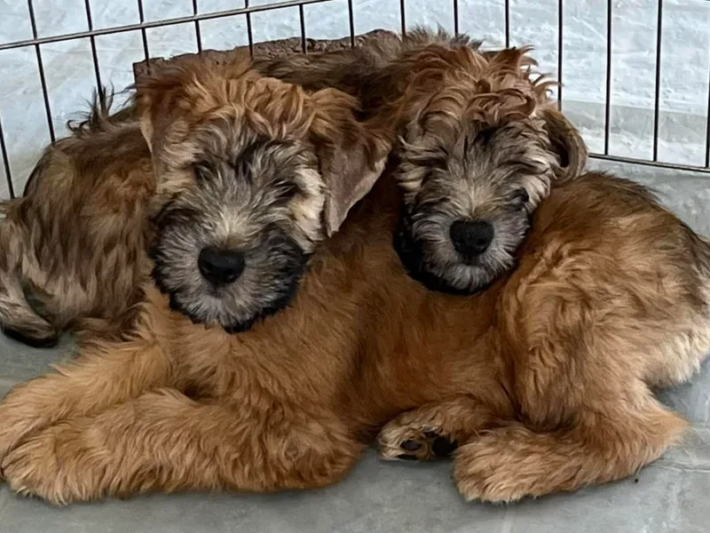 Frolic Wheatens photo 1