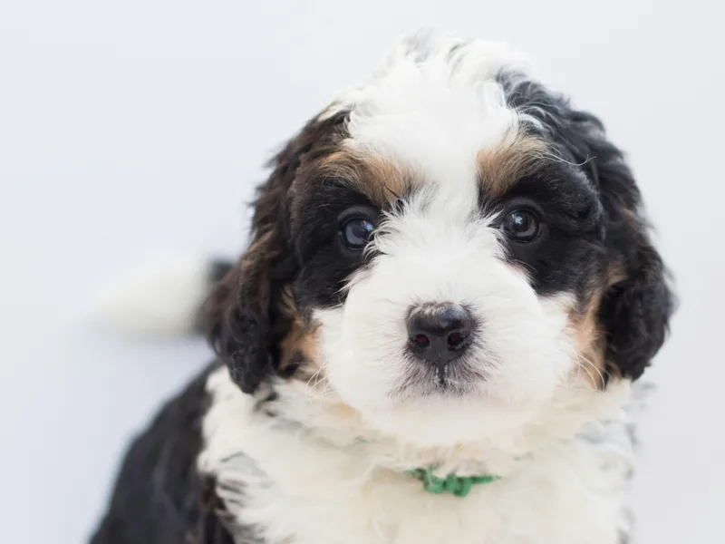 Front Porch Bernese