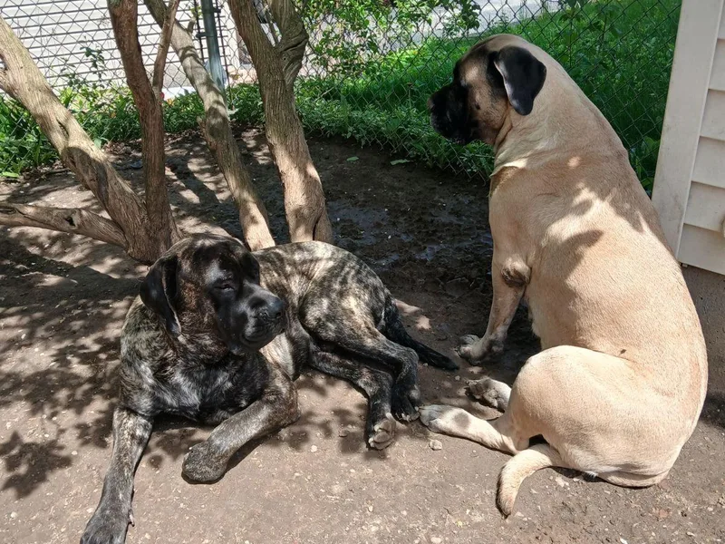 FrontlineK9 Boarding &amp; Training LLC