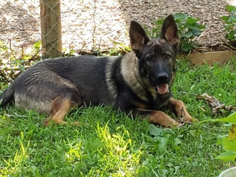 Froschwald German Shepherds and Xanadu Teddy Roosevelt Terriers