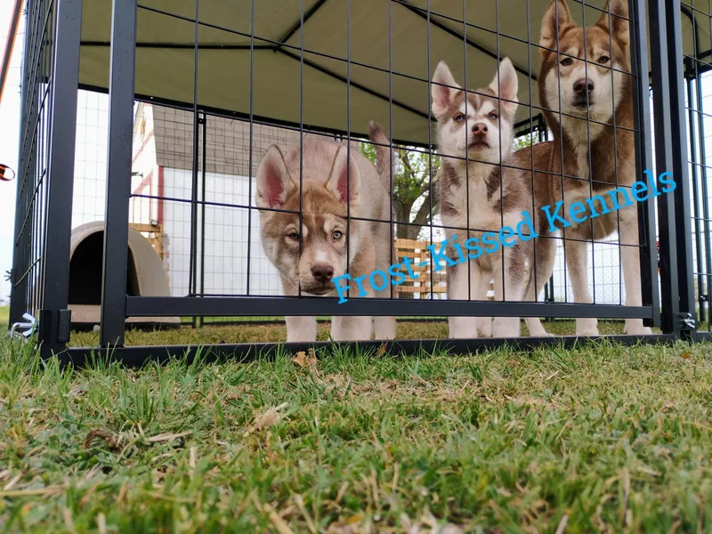 Frost-Kissed Kennels