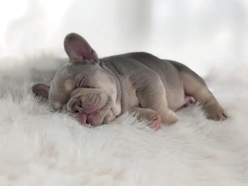 Frost's Frenchie's