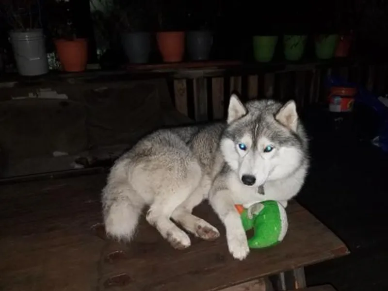 Frost Spirit Siberians