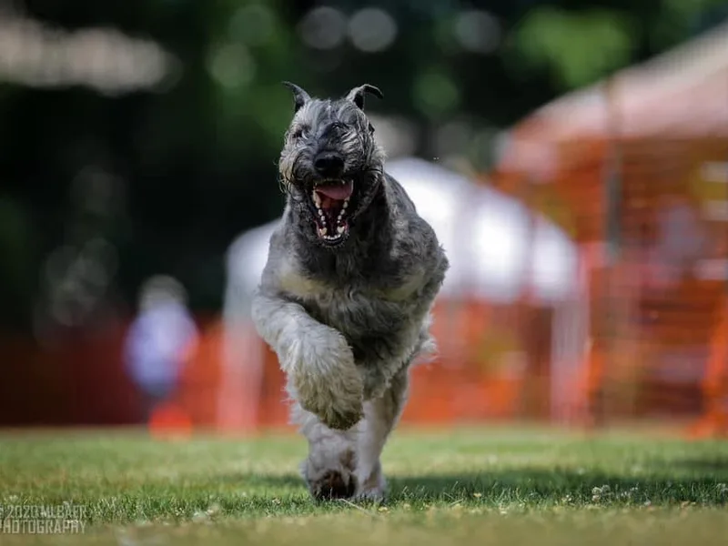 Frostbite Giant Schnauzers