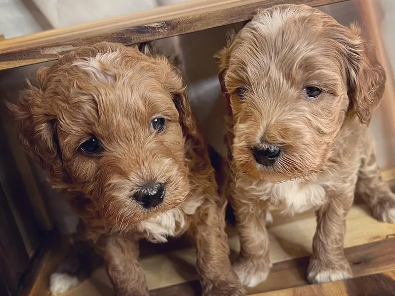 Frosted Goldendoodles photo 1