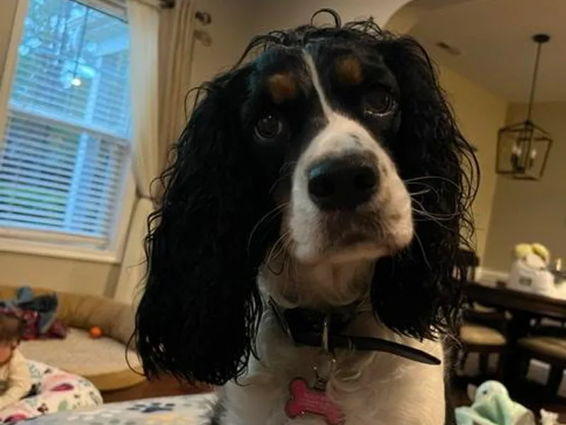 Frosty Springers LLC