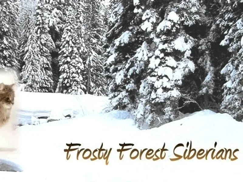 Frostyforest photo 1