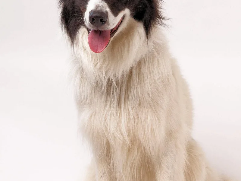 Frozen Border Collies