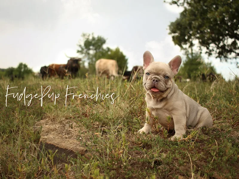 Fudgepupfrenchies photo 1