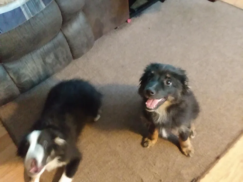Fudgetown Mini Aussies