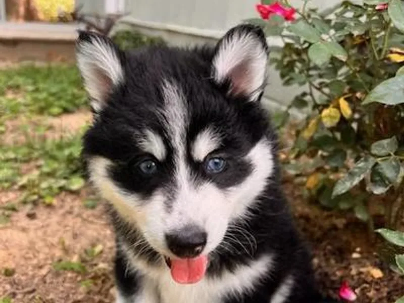 Full Breed Pomsky photo 1