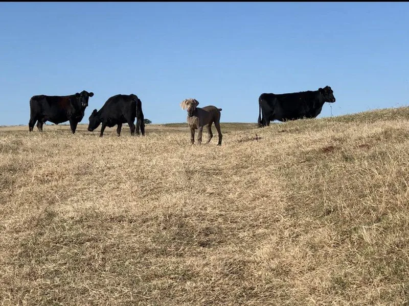 Full Circle Weimaraners