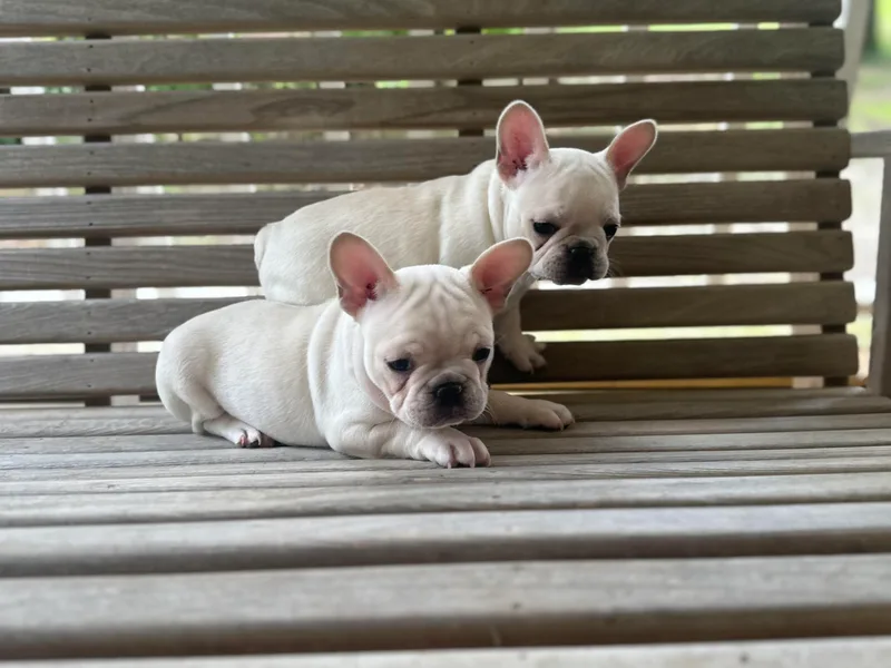 Full House Frenchies