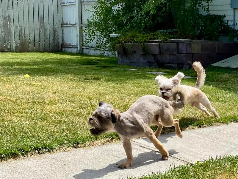 Full of Shih Tzus