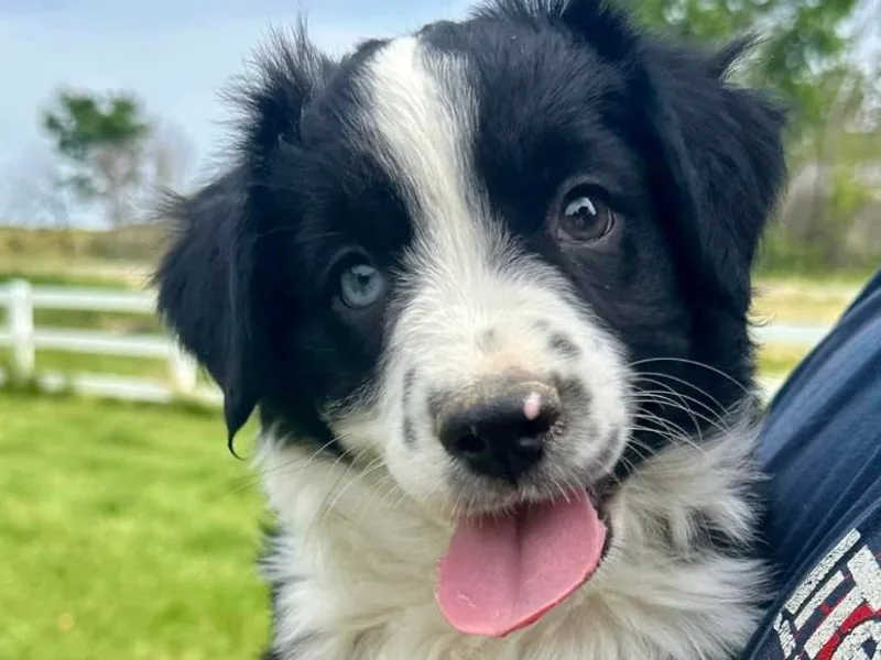 Full River Australian Shepherds
