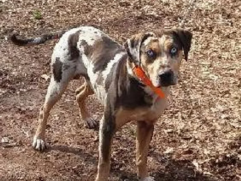 Full Throttle Catahoulas