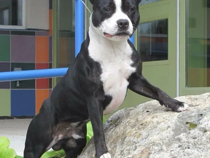 Full Throttle Staffords