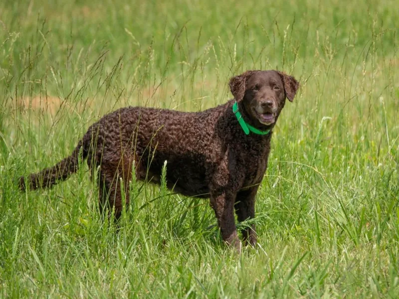 FullCircle Curly-Coated Retrievers