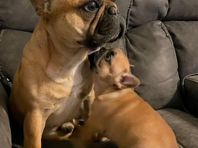 Fuller's Frenchie Farm