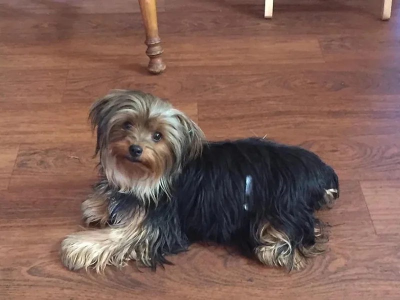 Fuller's Furry Friends