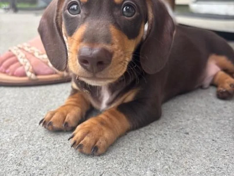 Funk's Four-Legged Friends