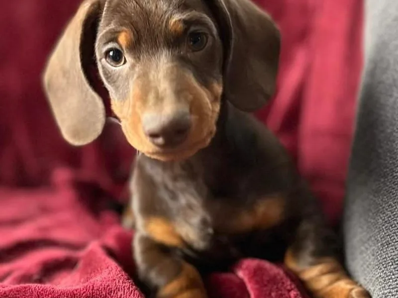 Funny Farm Dachshunds
