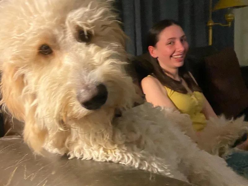Funny Farm Poodles &amp; Doodles