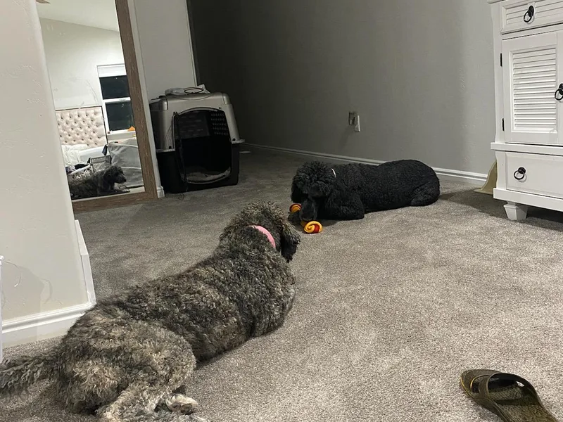 Fur Baby Manor
