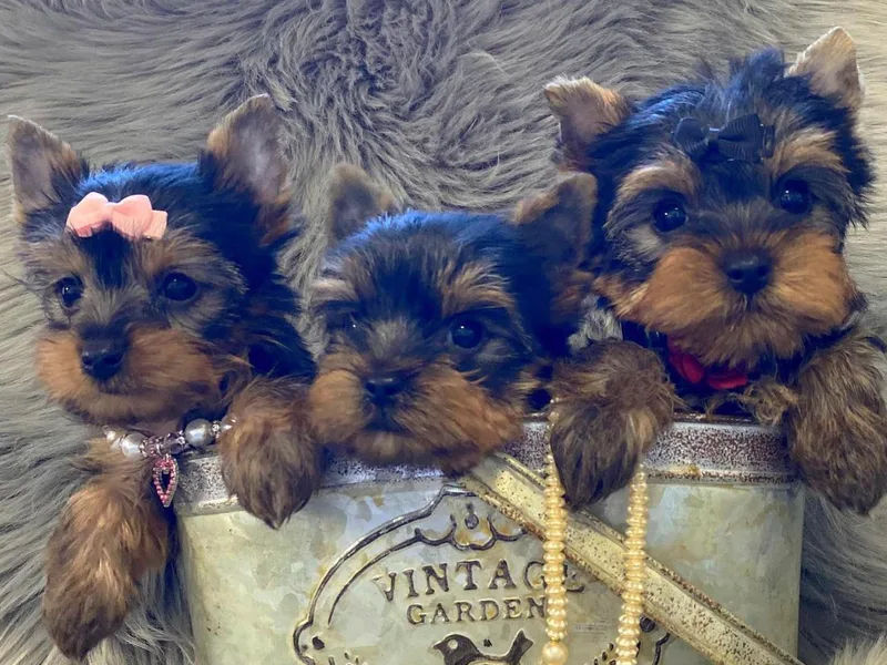 Fur Fairy Yorkies