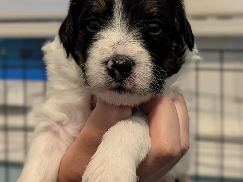 Fur Hollow Puppies
