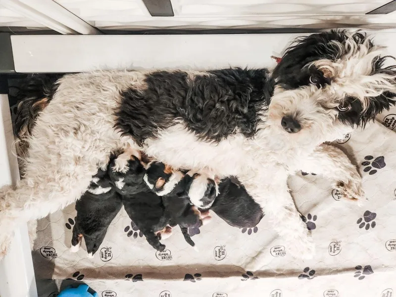 Fur Real Puppies.