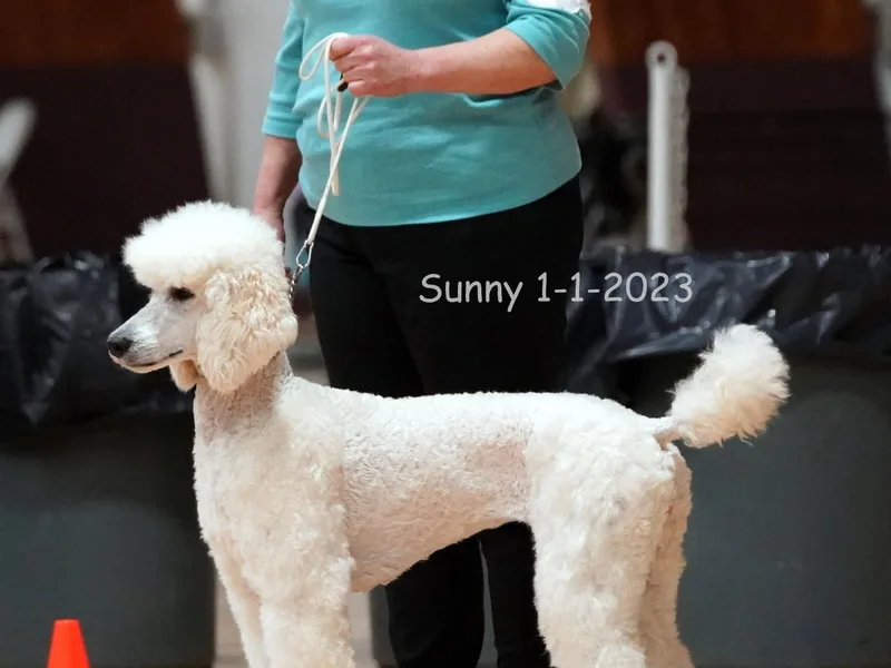 Furball Forest Poodles