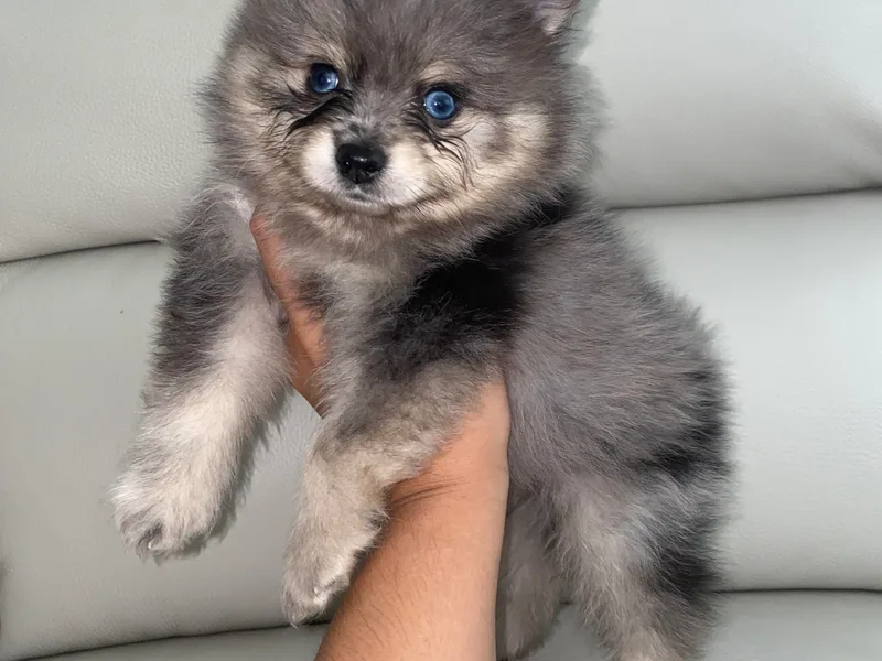 Furever Blessed 🤍🐾🖤