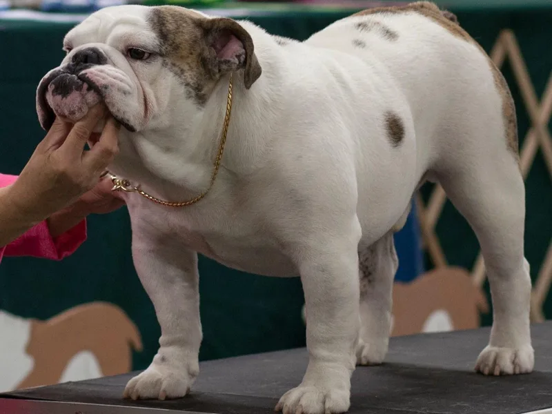 Furever Bulldogs &amp; Bostons