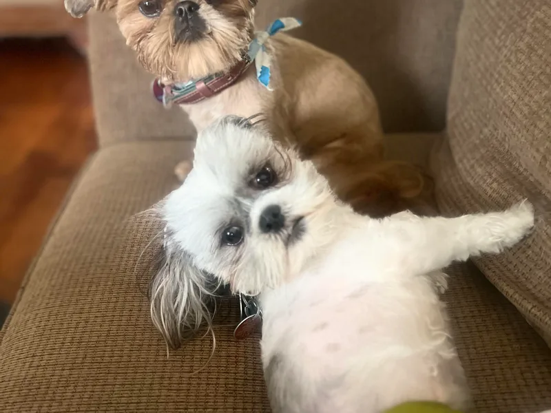 Furever Family