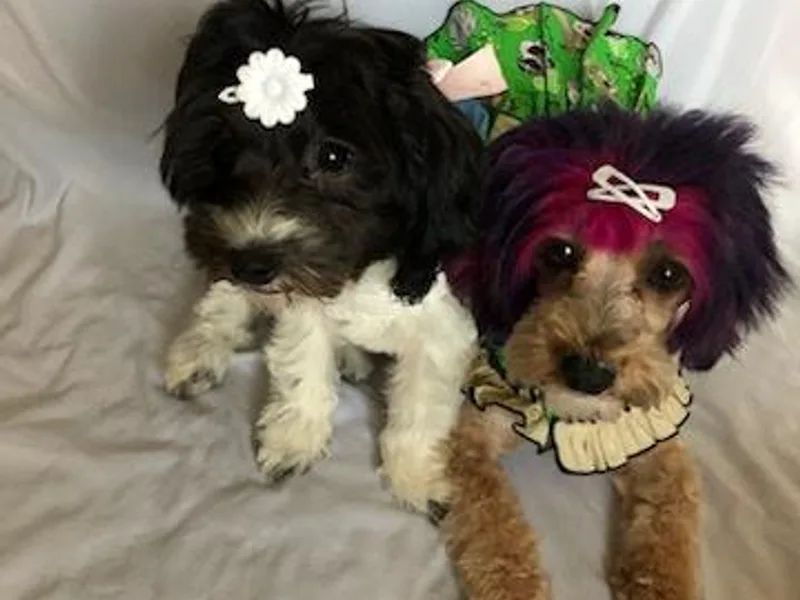 Furever Fluffball Friends