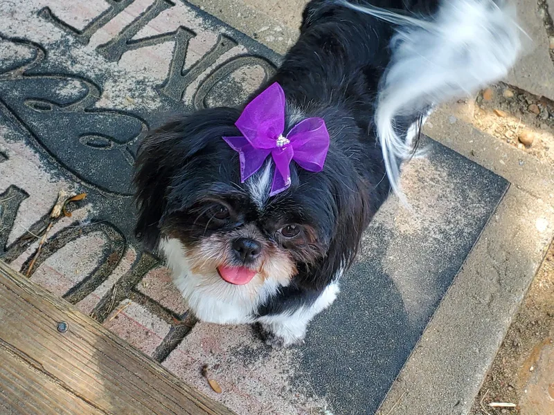 Furever Hometown Shih Tzu