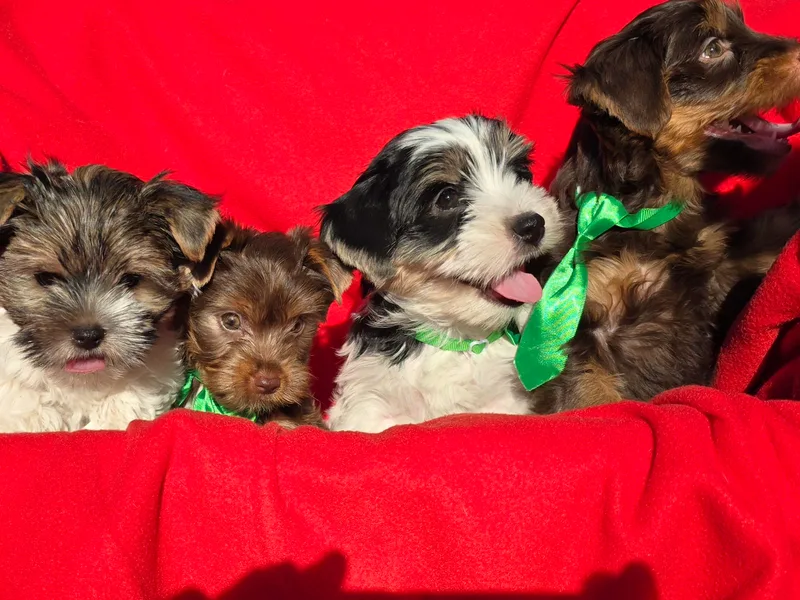 Furever Love Yorkies TX Panhandle