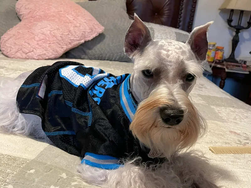 Furever Loved Schnauzers