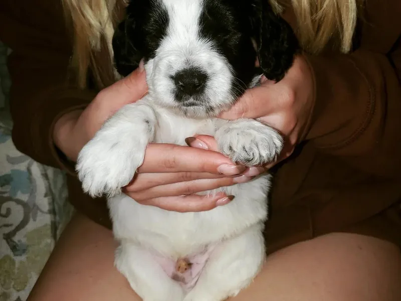 FurEver Young Kennels