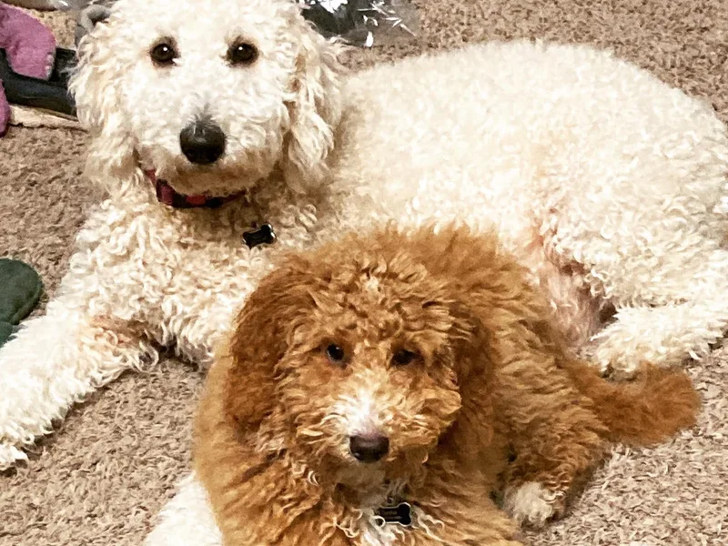 FurEver Yours Goldendoodles