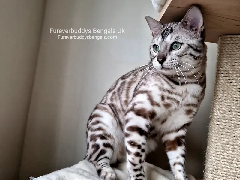Fureverbuddys Bengals photo 1