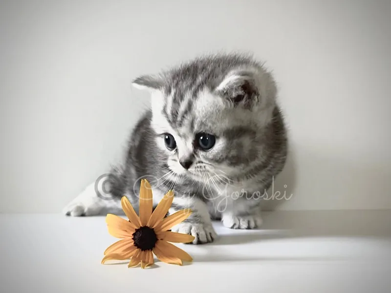 Fureverfelines
