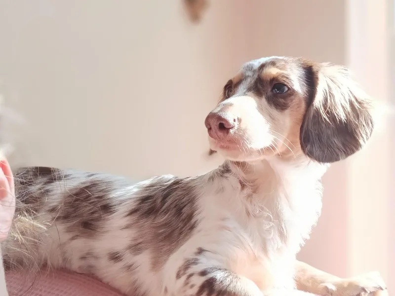 FurEveritts Dachshunds