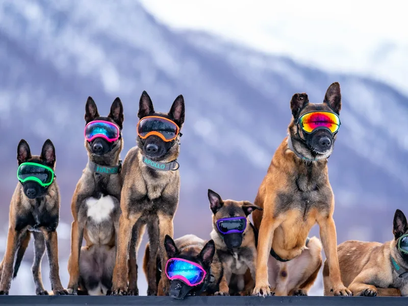 Furia Ignis Belgian Malinois