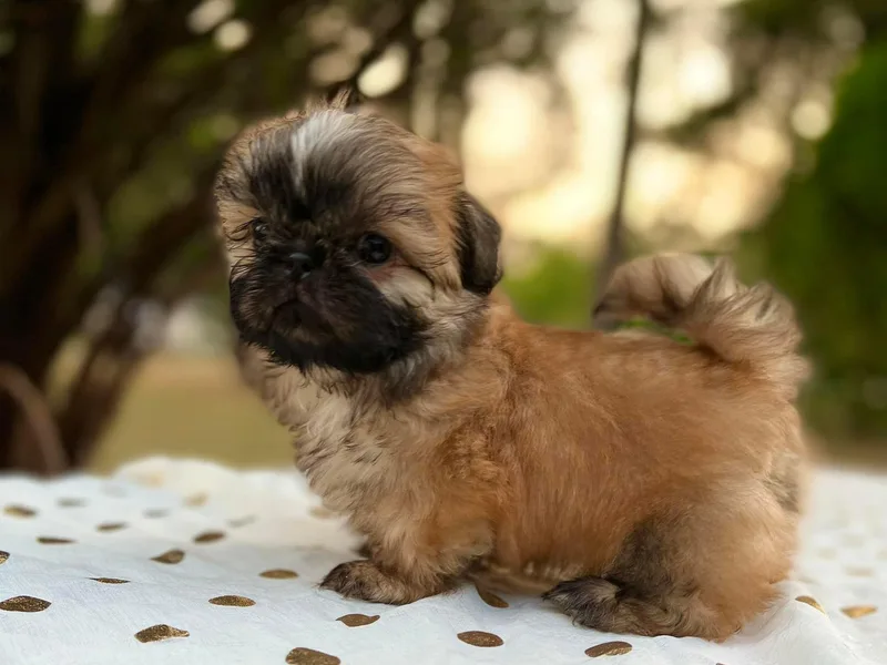 FurloveShihtzu photo 1